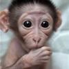 Pet Portrait on Cellphone - last post by Monkey2